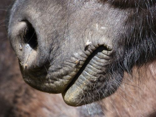 horse mouth snout