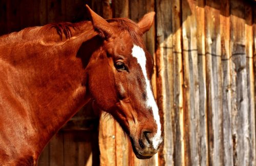 horse brown portrait