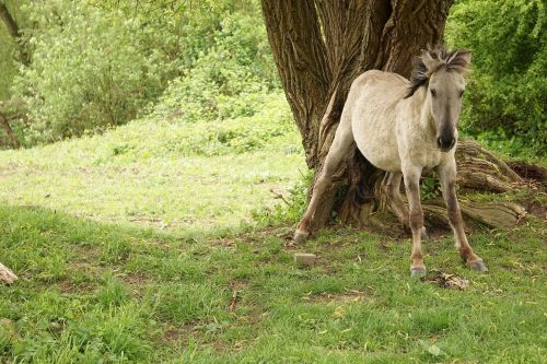 horse animal konikspaard