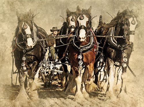 horse animal plowing