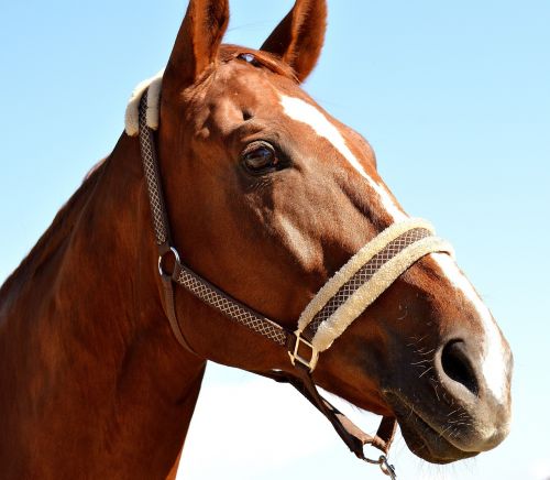 horse sky wildlife photography