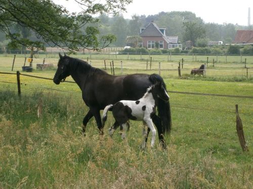 horse foal nijverdal