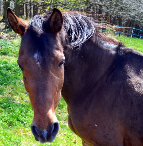 horse equus caballus ungulate