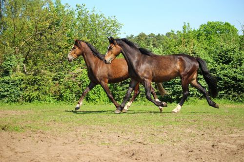 horse pony trot