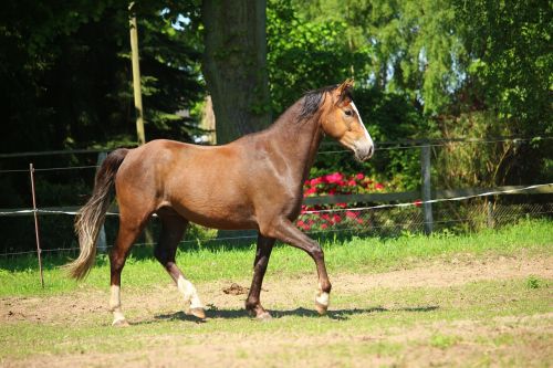 horse pony brown