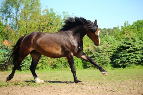 horse gallop brown