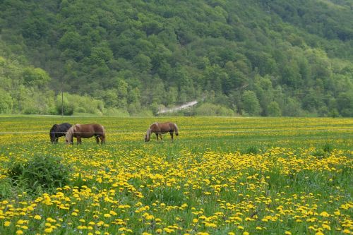 horse nature horses grazing