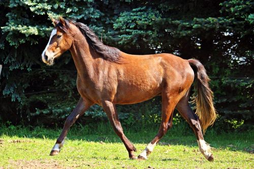 horse pony brown