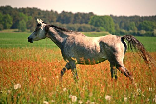 horse thoroughbred arabian mold