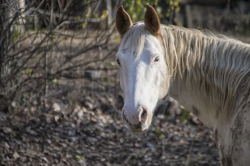 horse portrait looking