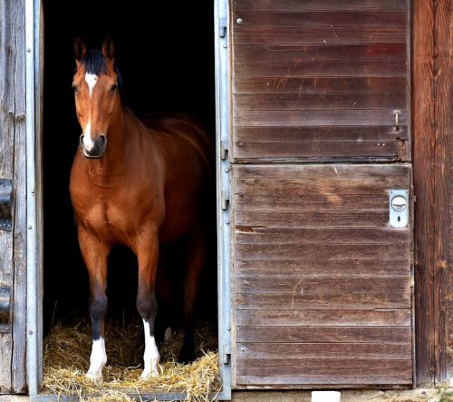 horse brown stall