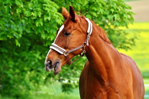 horse brown coupling