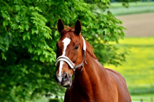 horse coupling graze