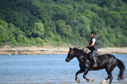 horse sea rider