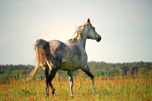 horse trot thoroughbred arabian
