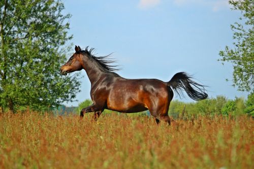 horse brown thoroughbred arabian