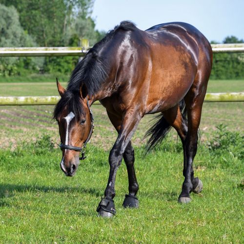 horse bai grass