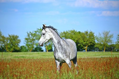 horse mold meadow