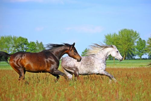 horse flock mold