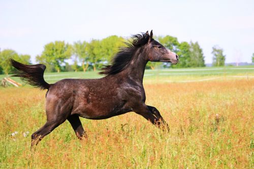 horse yearling brown mold