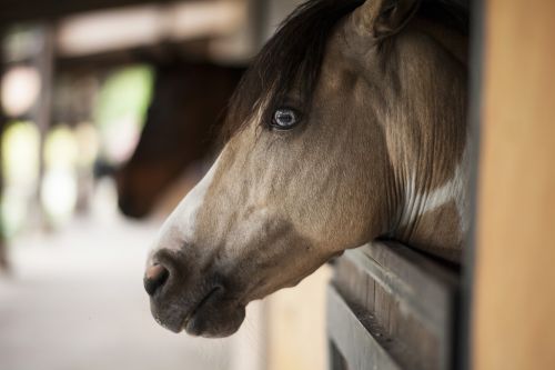 horse head animal