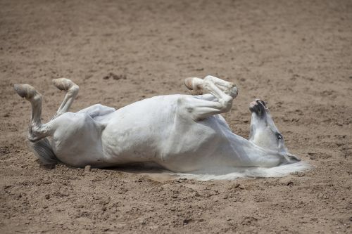 horse head animal