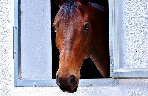 horse brown window
