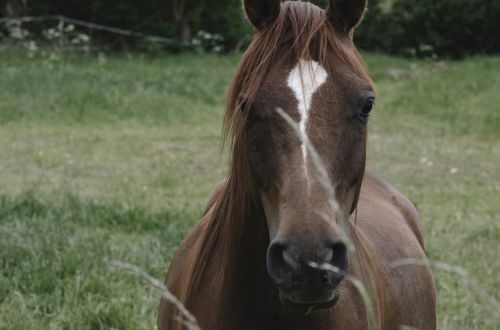 horse nature green