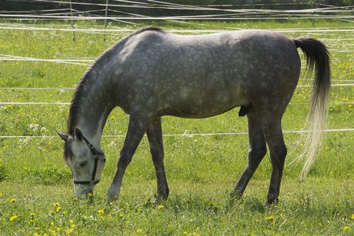 horse animals reiterhof