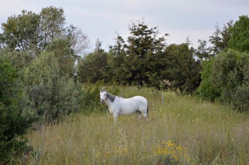 horse nature meadow