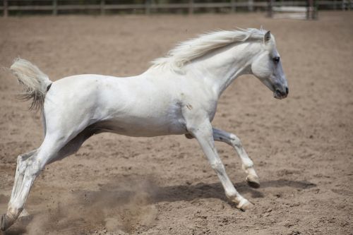 horse animal portrait