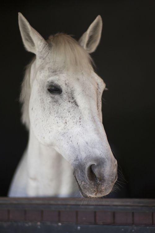 horse white beautiful