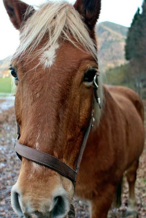 horse animal horse head