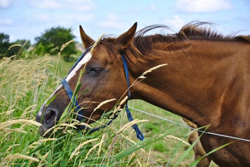 horse brown grass