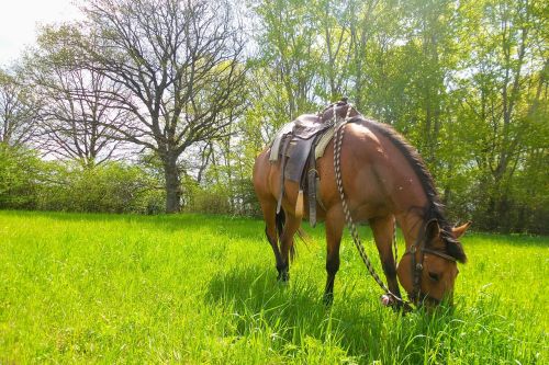 horse meadow trees