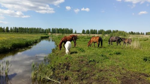 horse horses equine