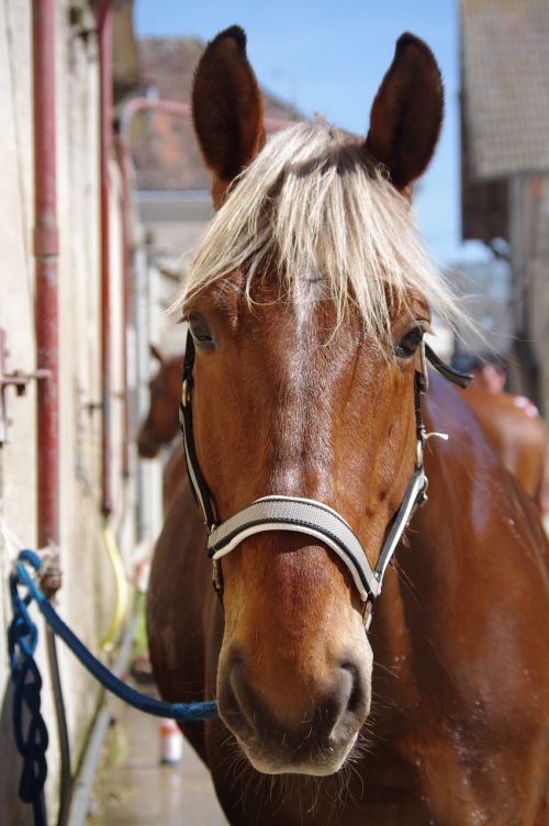 horse comtois shower