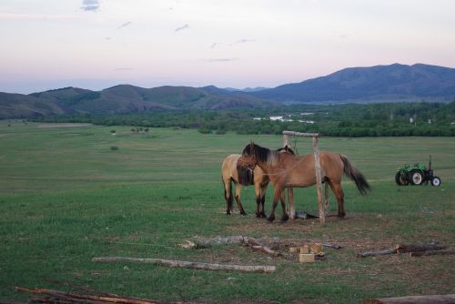 horse wild nature