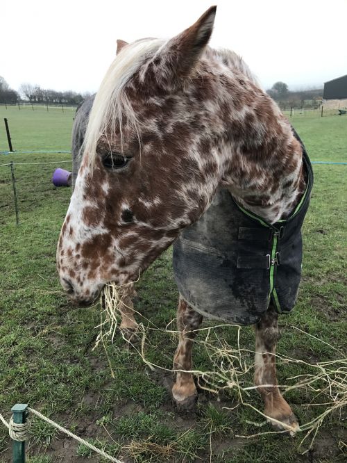 horse appaloosa hay