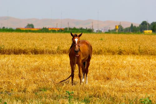 horse fields brown