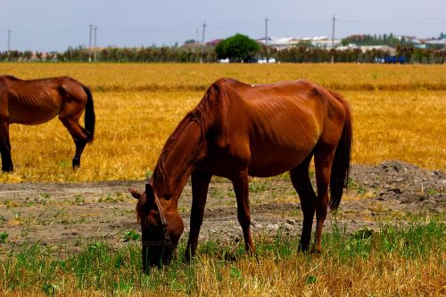 horse fields brown