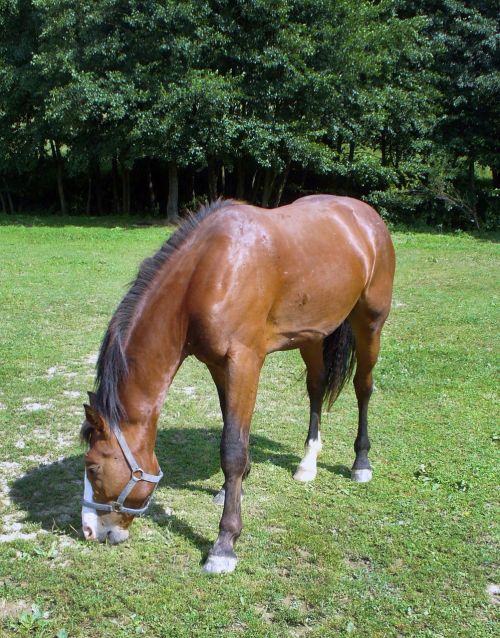 horse mare stallion