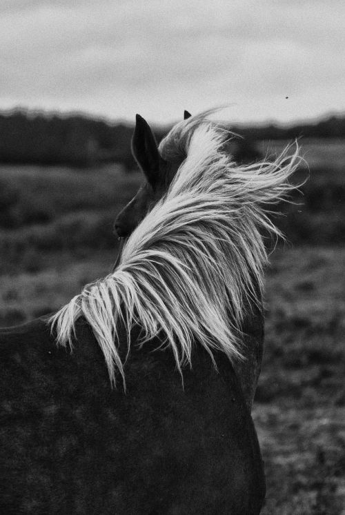 horse horses portrait