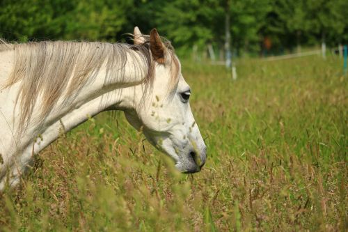 horse mold grass
