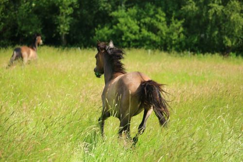 horse gallop pasture