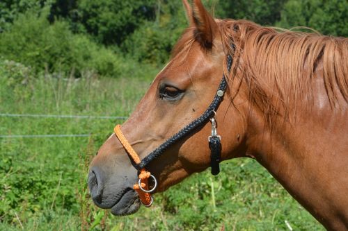 horse head profile