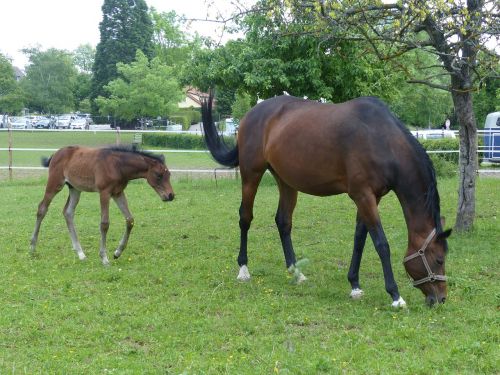 horse foal pasture