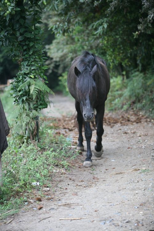 horse black horse animal