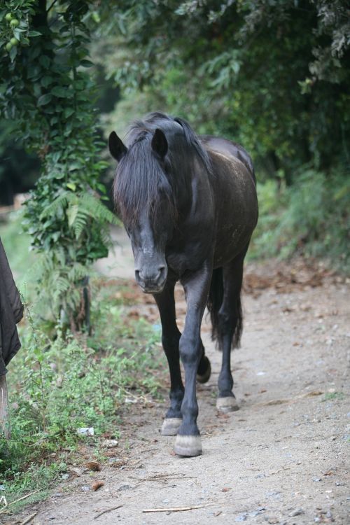 horse black horse pet