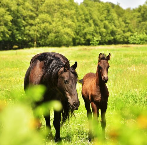 horse mother foal
